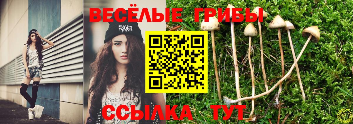 Псилоцибиновые грибы Psilocybe Углич